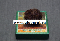Сухой препарат "Еж морской" - «globural.ru» - Псков