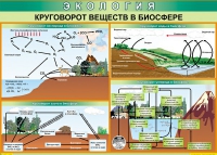 Таблица Круговорот веществ в биосфере 1000*700 винил - «globural.ru» - Псков
