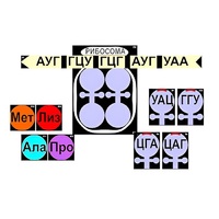 Модель-аппликация "Биосинтез белка" (ламинированная) - «globural.ru» - Псков
