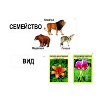 Модель-аппликация "Классификация растений и животных" (ламинированная) - «globural.ru» - Псков