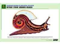 Рельефная таблица "Внутреннее строение брюхоногого моллюска" (формат А1, матовое ламинир.) - «globural.ru» - Псков