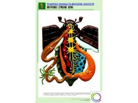 Рельефная таблица "Внутреннее строение жука" (формат А1, матовое ламинир.) - «globural.ru» - Псков