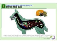 Рельефная таблица "Внутреннее строение собаки" (формат А1, матовое ламинир.) - «globural.ru» - Псков