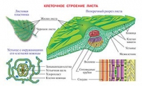 Плакаты и таблицы по биологии - «globural.ru» - Псков