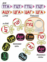 Модель-аппликация Биосинтез белка - «globural.ru» - Псков