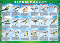Таблица Птицы России из  4 листов в комплекте 1000*1400 винил	 - «globural.ru» - Псков