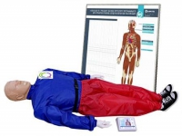Тренажер-манекен взрослого пострадавшего "Александр-01" для отработки приемов сердечно-легочной реанимации (голова, туловище, конечности) с контроллером и настенным табло - «globural.ru» - Псков