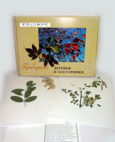 Гербарий Деревья и кустарники (20 видов) - «globural.ru» - Псков