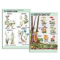 Комплект таблиц для начальной школы "Окружающий мир. Грибы. Растительный мир" - «globural.ru» - Псков