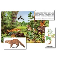 Магнитный плакат-аппликация "Лес: биоразнообразие и взаимосвязи в сообществе" - «globural.ru» - Псков