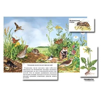 Магнитный плакат-аппликация "Луг: биоразнообразие и взаимосвязи в сообществе" - «globural.ru» - Псков