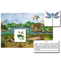 Магнитный плакат-аппликация "Водоем: биоразнообразие и взаимосвязи в сообществе" - «globural.ru» - Псков