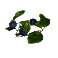 Ветка муляжей "Слива" - «globural.ru» - Псков