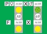 Модель-аппликация Дигибридное скрещивание. Законы Менделя. (набор из 84 карт) - «globural.ru» - Псков