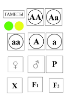 Модель-аппликация Моногибридное скрещивание и его цитологические основы - «globural.ru» - Псков
