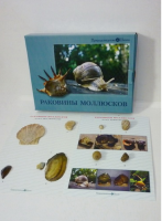 Коллекция "Раковины моллюсков" (вариант 2) - «globural.ru» - Псков