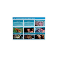 Стенд-планшет светодинамический "Изучение типических патологических процессов в организмах животных" - «globural.ru» - Псков