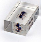 Комплект микропрепаратов для стереомикроскопа - «globural.ru» - Псков