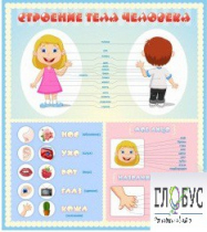 Стенд "Строение человека" для детей - «globural.ru» - Псков