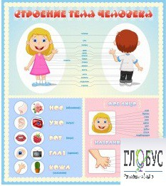 Стенд "Строение человека" для детей - «globural.ru» - Псков